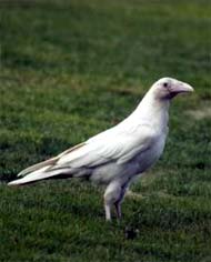 Cuervo Blanco